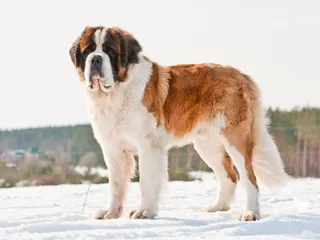 Barry the Saint Bernard - Who Was This Superdog of Switzerland