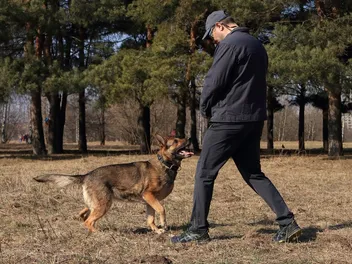 How to Teach the "Come" Command to Your Dog in 8 Vet-Approved Steps