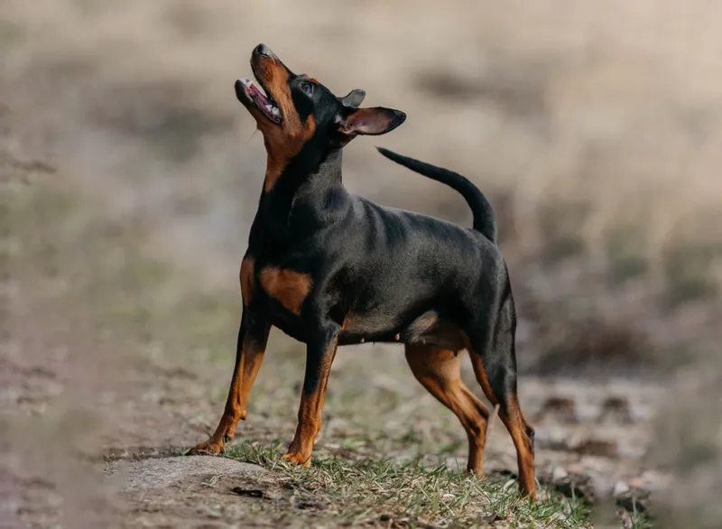 A miniature pinscher in the field in early spring