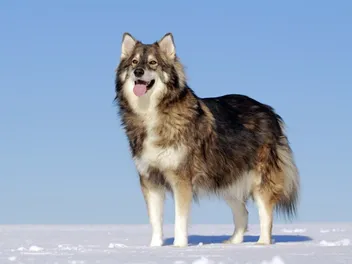 Utonagan Dog Breed: Info, Pictures, Care Guide & More