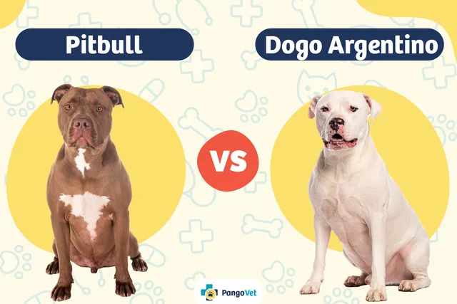 Pitbull vs Dogo Argentino: The Differences (With Pictures)
