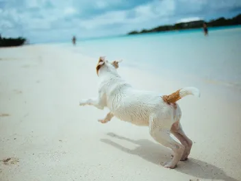 10 Best Dog Sunscreens in 2026: Reviews & Top Picks