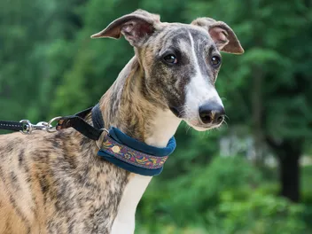 How Smart Is a Whippet? Vet-Verified Facts About Dog Intelligence