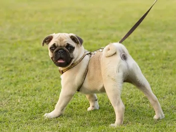 20 Gorgeous Pug Mixes (With Pictures)