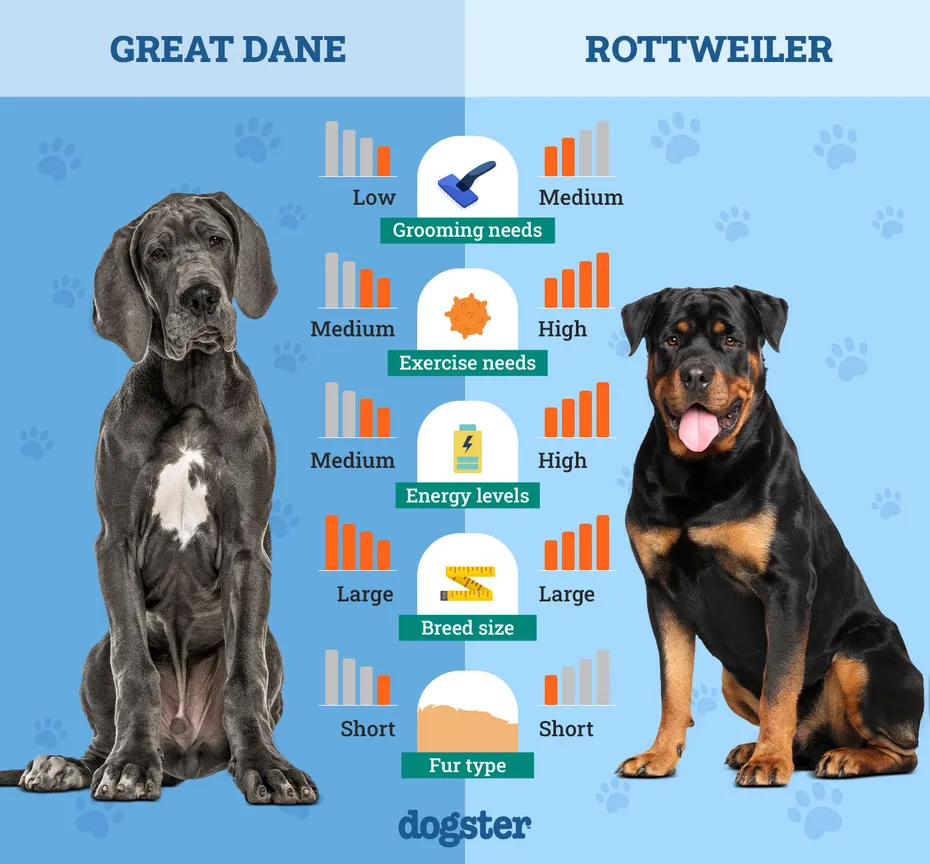Dogster_Side by Side Comparison_Great Dane vs Rottweiler