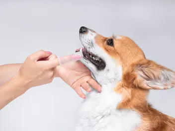 I've Never Brushed My Dog's Teeth: 5 Excuses & Vet Approved Care Tips