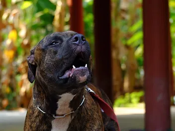 Do Pitbulls Bark a Lot? Facts & FAQ