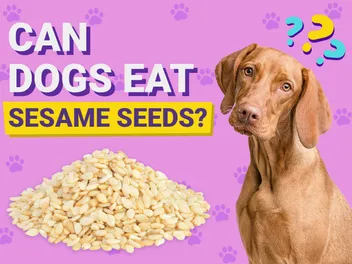 Can Dogs Eat Sesame Seeds? Vet-Verified Nutrition Facts