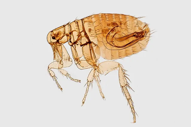 How to Prevent Fleas on Dogs: 15 Most Effective Vet-Approved Methods