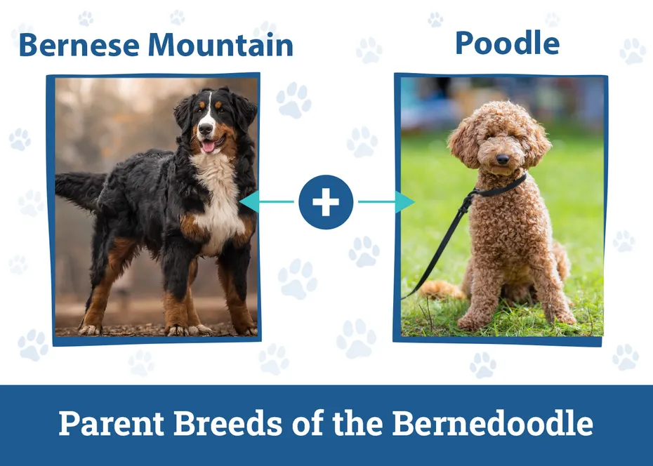 Parent Breeds of the Bernedoodle