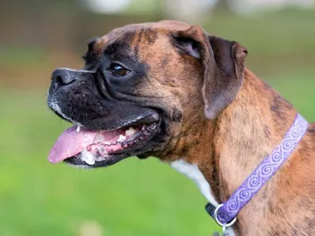 My Dog Is Drooling a Lot: When to Be Concerned (Vet Answer)