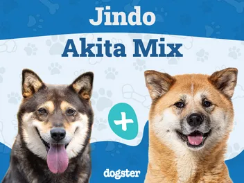 Jindo Akita Mix: Info, Pictures, Care & More
