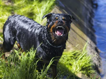 Are Rottweilers Dangerous? What the Data Says