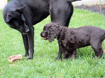 Social Aggression in Dogs: Signs, Causes & Solutions