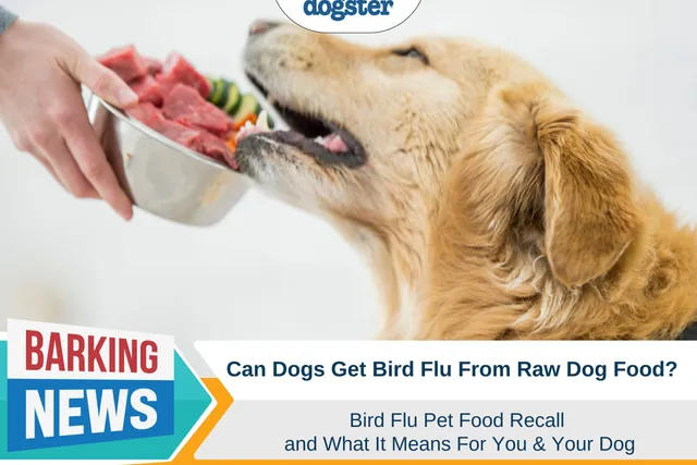 Bird Flu Pet Food Recall - What Does It Mean For You & Your Dog?