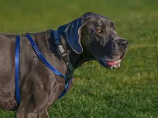 How Much Do Great Danes Drool? Vet-Verified Common Causes & Prevention