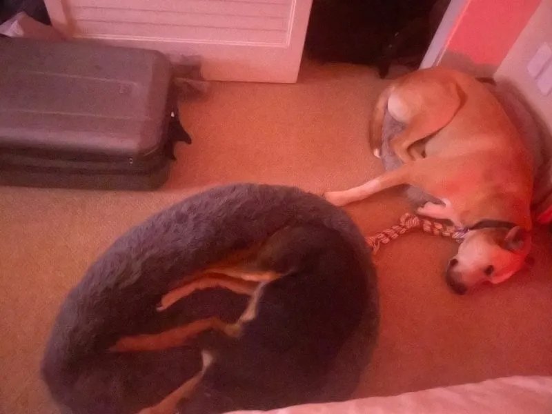 Excuse the photo, it was night time, I'm sure you get the gist. Rosa taking Mac's bed, and Mac trying to fit into Rosa's.