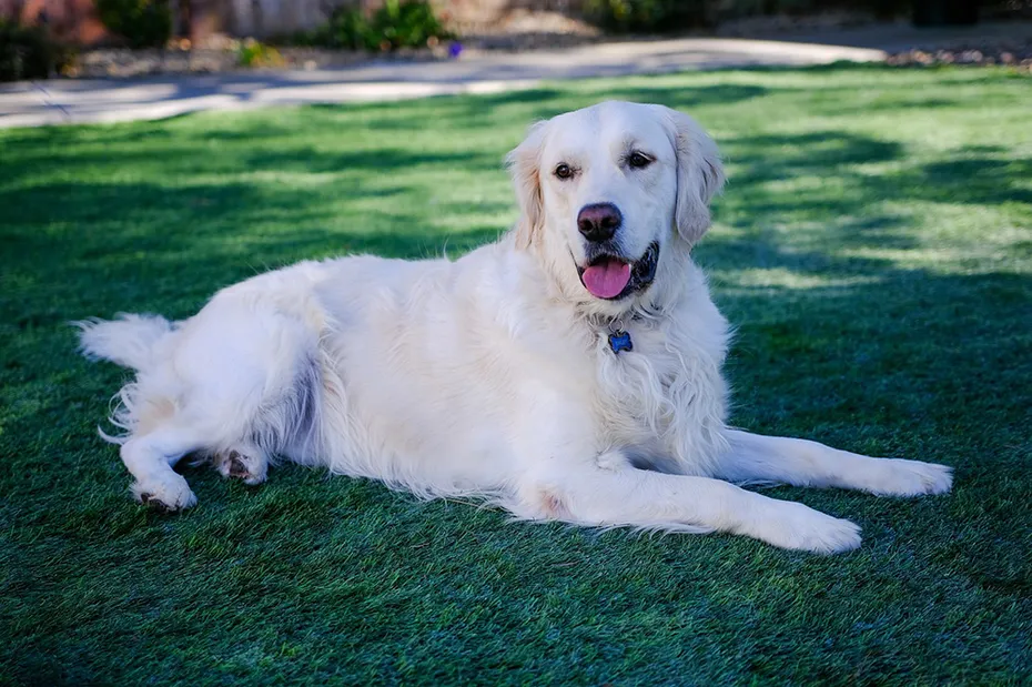 english golden retriever dog