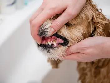 Why Are My Dog's Teeth Brown? Vet-Approved Facts & Care Tips