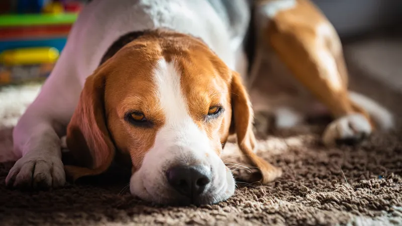 tired looking beagle dog trying to sleep
