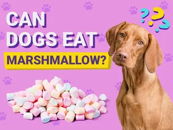Can Dogs Eat Marshmallows? Vet-Verified Risks & FAQ
