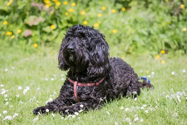 Black Labradoodle: Info, Pictures, Origin & More