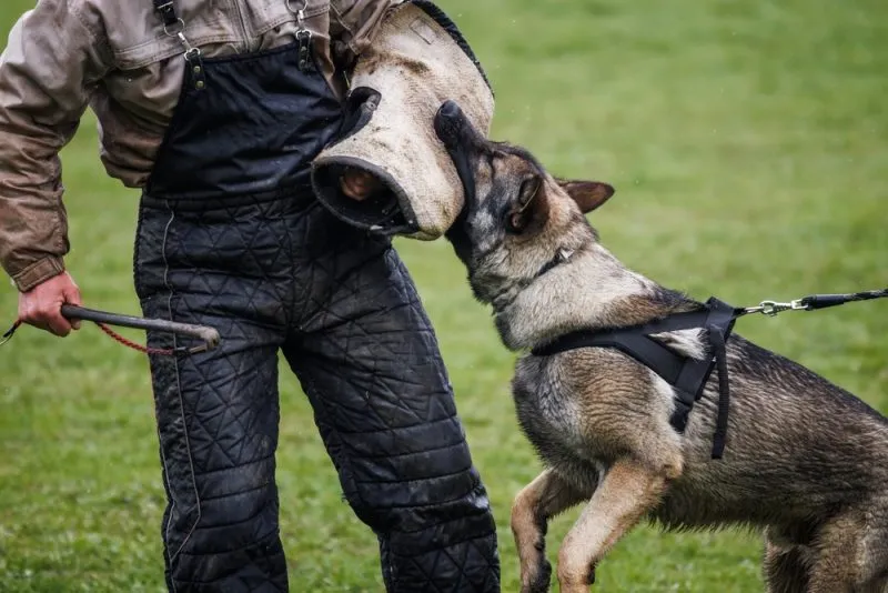 German shepherd trained dog doing bite and defence work with animal trainer