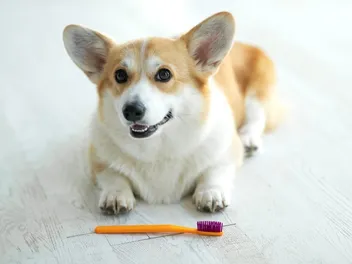 Can Dogs Share Toothbrushes? Vet-Verified Facts & FAQ