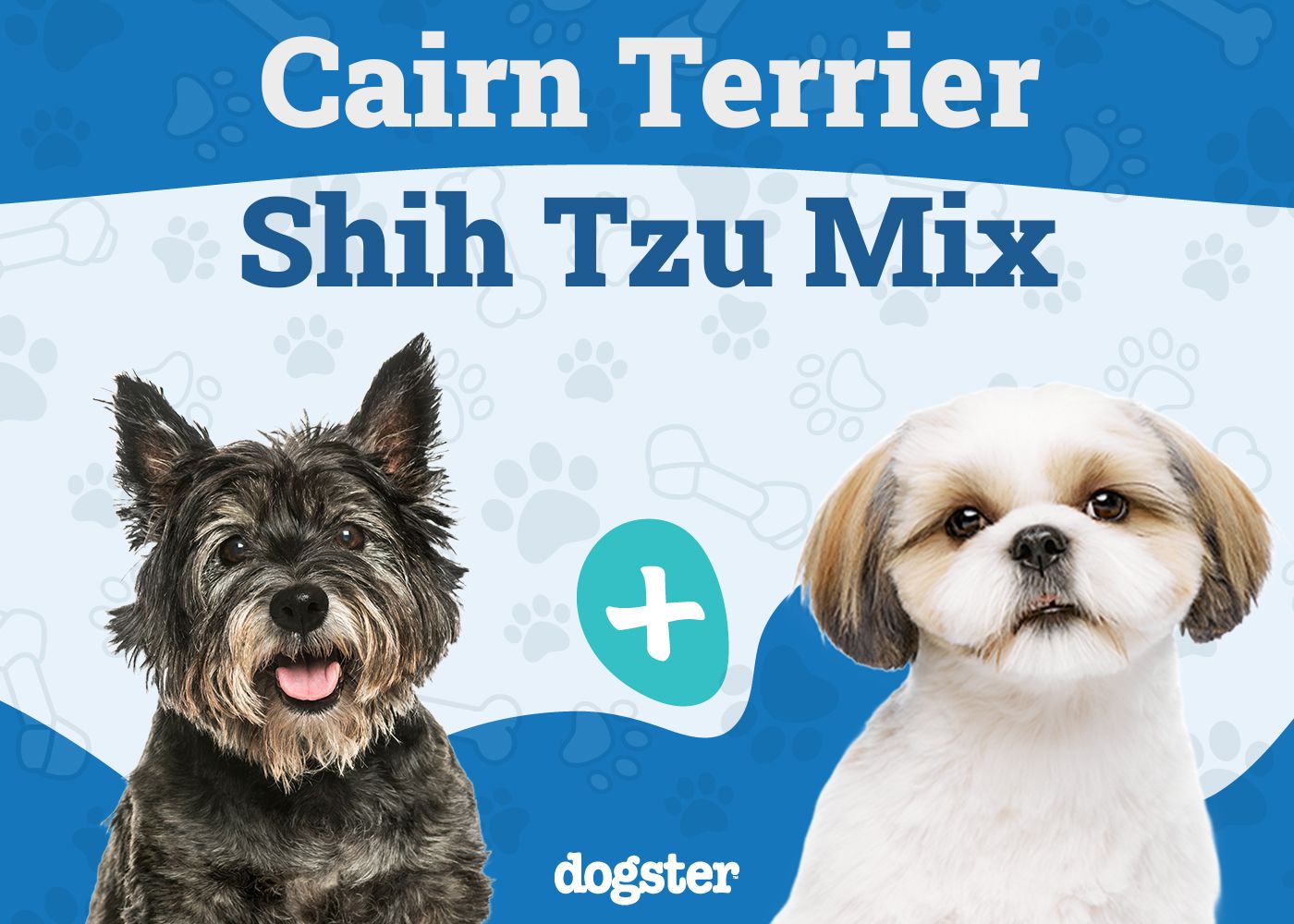 Care Tzu - Cairn Terrier Shih Tzu Mix