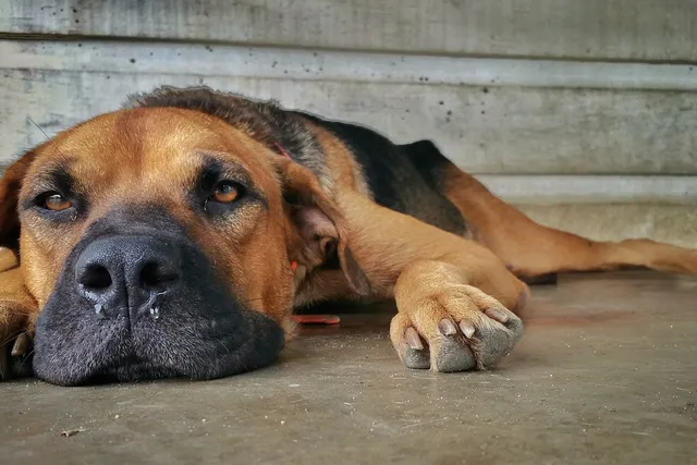 How to Clean Dog Nose Mucus: 4 Effective Steps