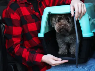 10 Best Dog Crates for RVs in 2026: Reviews & Top Picks