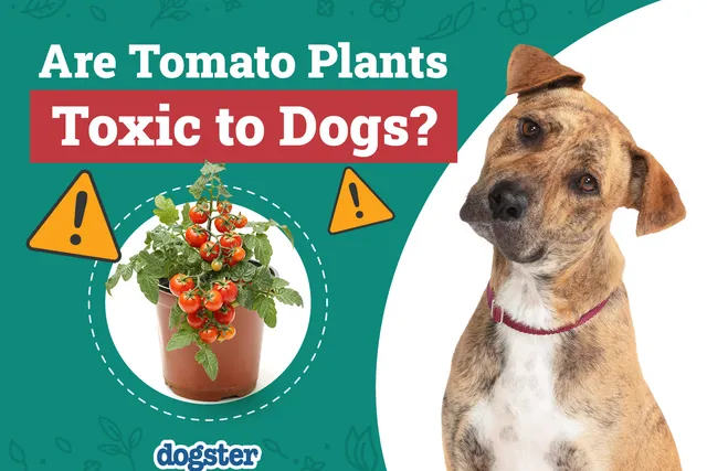 Are Tomato Plants Toxic to Dogs? Vet-Verified Facts & Safety