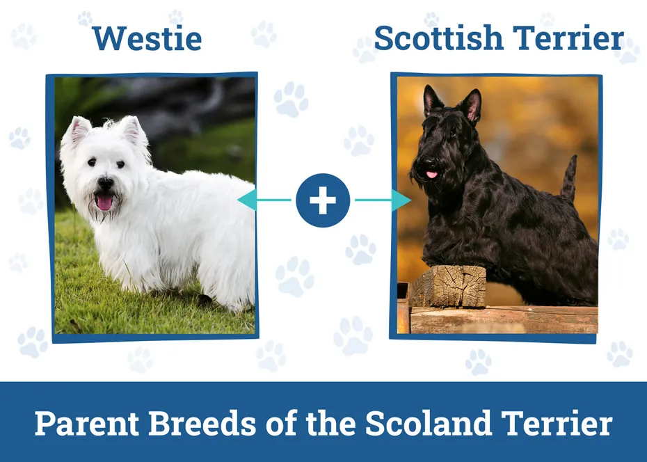 Parent Breeds of the Scoland Terrier