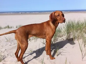 Do Vizslas Make Good Hunting Dogs? Skills, Abilities & Trainability