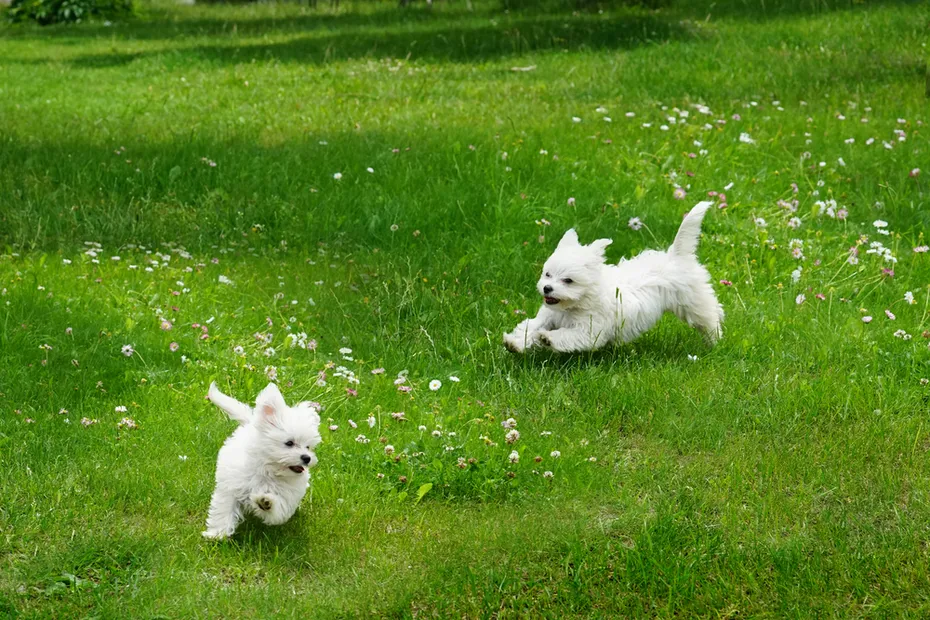 Two Maltese puppies running in the yeard