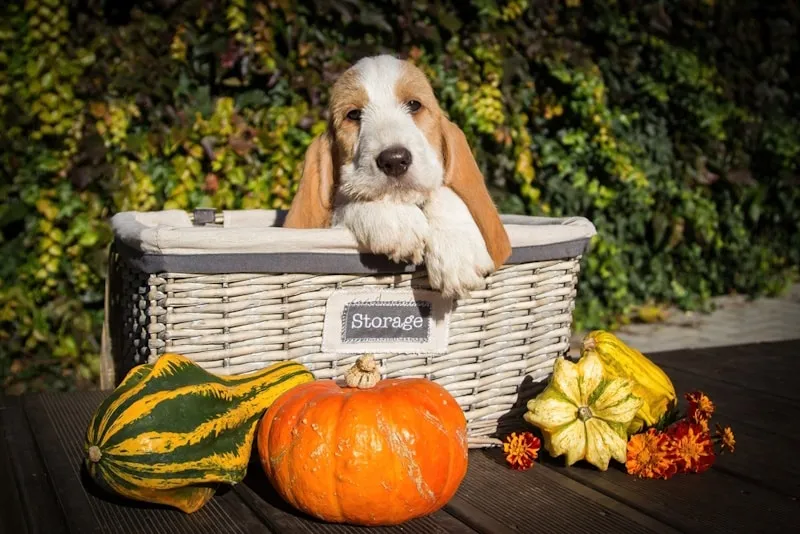Grand Basset Griffon Vendéen running in a basket