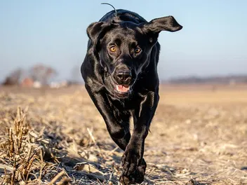 Lab Rottweiler Mix Dog Breed Guide: Info, Pictures & Care