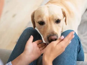 Can Dogs Sniff and Breathe at the Same Time? Canine Anatomy Explained