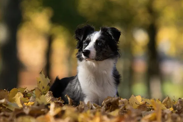 Do Mini Australian Shepherds Bark a Lot? Vet-Verified Facts & FAQ