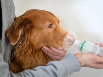 Can Asthma Puffers Be Deadly for Dogs? Our Vet Explains