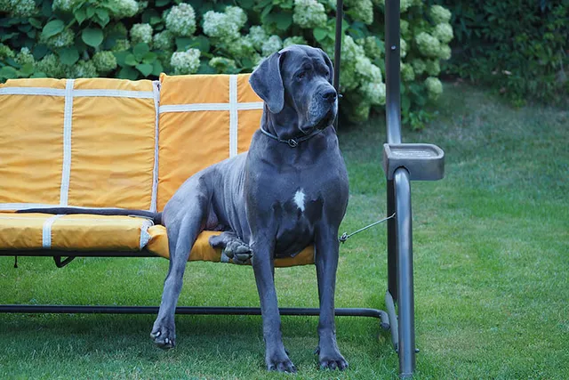 Blue Great Dane: Info, Pictures, Origin & History