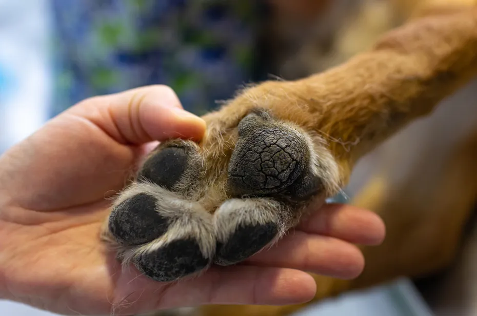 crack paw pad of a dog