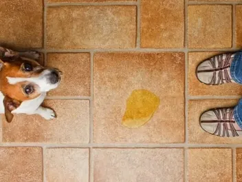 My Dog Is Having Pee Accidents in the House: Vet-Reviewed Causes & What to Do
