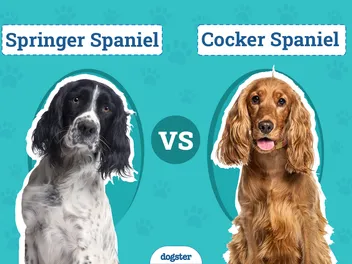 Springer Spaniel vs Cocker Spaniel: Key Differences (With Pictures)