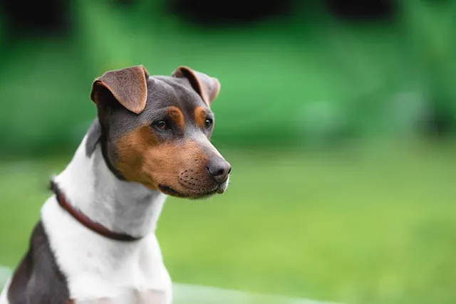 Brazilian Terrier Dog Breed: Info, Pictures, Care & Traits