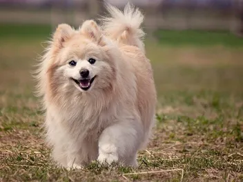 What Were Pomeranians Bred For? Info, Pictures, History & Temperament