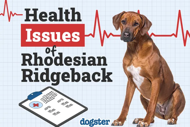 6 Rhodesian Ridgeback Health Issues to Watch For (Vet Answer)