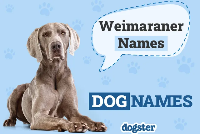 250 Popular Weimaraner Names: Ideas for Sleek Hunting Dogs