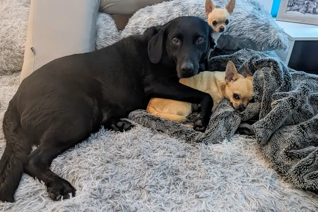 That's My Bed! Poppy and I Go Head-to-Head