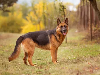 German Shepherd Dog Breed: Info, Pictures, Care & More